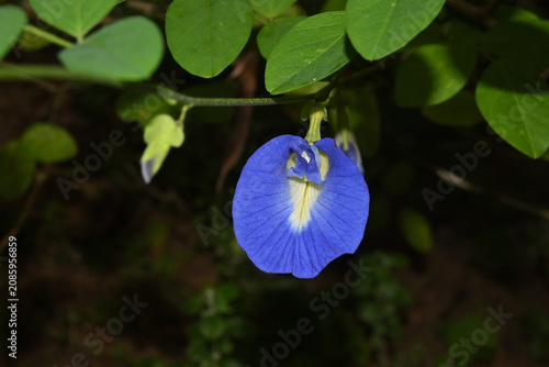 A single layered butterfly pea flower in bloom in the garden