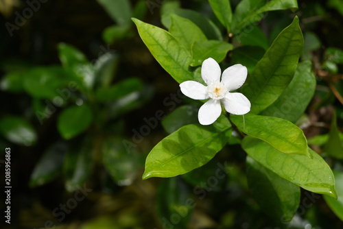 View of a white colored coral swirl flower blooming in the garden after a rain