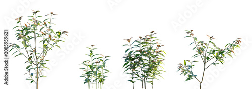 Foto Set of Cinnamomum burmannii (Indonesian cinnamon or Padang cassia) frontal shrub