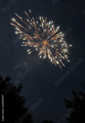 Celestial Bloom – Elegant White and Champagne Fireworks Above Silhouetted Trees