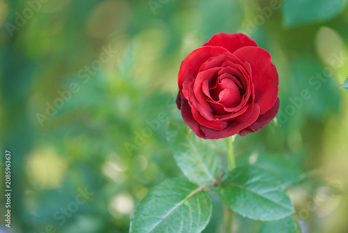 A single red rose flower on a bush against a picturesque, blurred green garden background. Copy space.