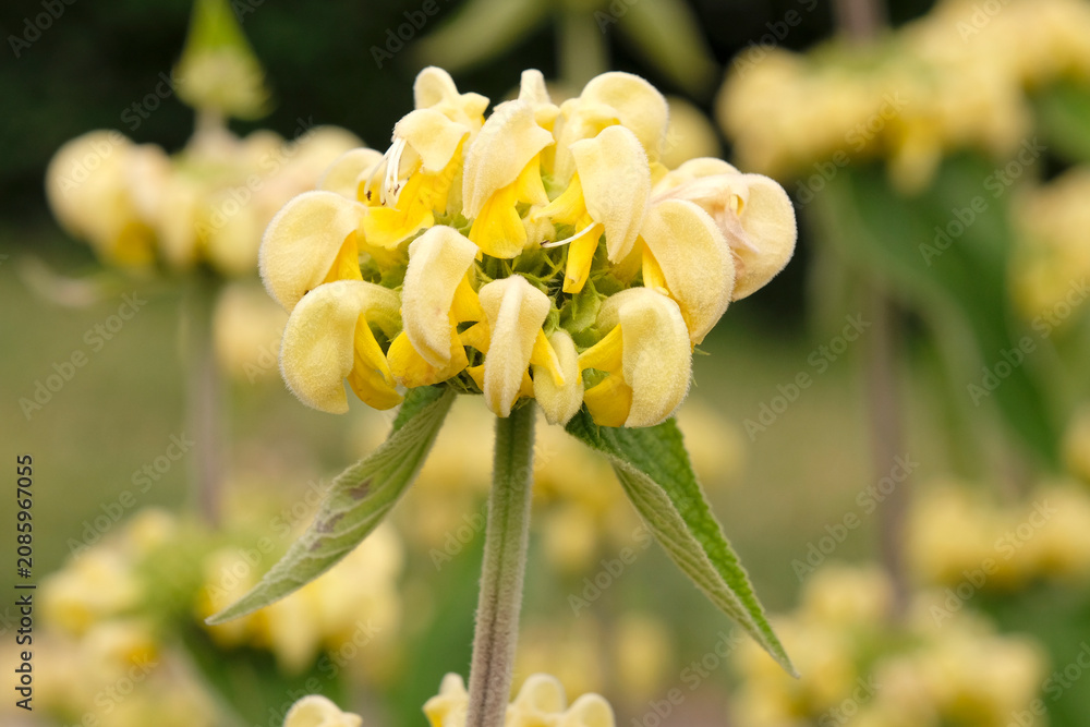 Obraz premium Pale yellow Phlomis russeliana, or Turkish sage, in flower.