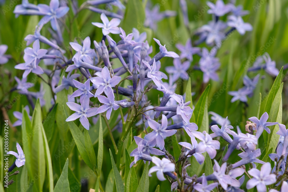 Fototapeta premium Amsonia Blue Ice, also known as blue star, in flower.
