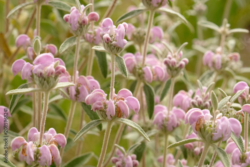 Εκτύπωση καμβά Pale pink Phlomis anatolica ‘Lloyd's Variety’, Jerusalem Sage in flower