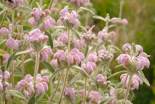 Tablou pe pânză Pale pink Phlomis anatolica ‘Lloyd's Variety’, Jerusalem Sage in flower