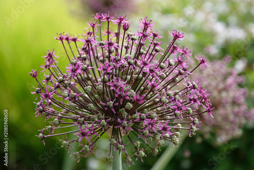Purple Allium, ornamental onion ‘Miami’ in flower.