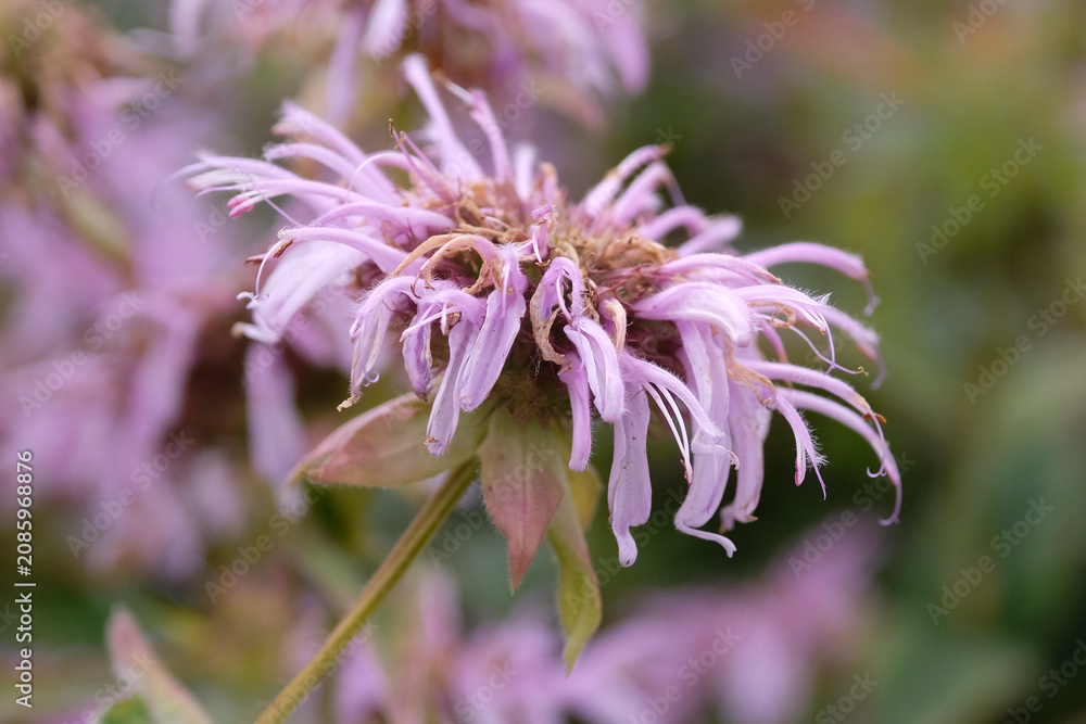 Fototapeta premium Monarda bradburiana, the eastern beebalm or Bradbury's beebalm in flower.