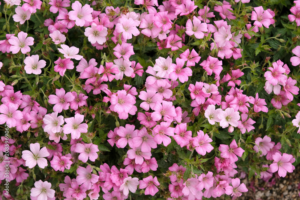 Fototapeta premium Pink Geranium x oxonianum, cranesbill ‘Rose Clair’ in flower.