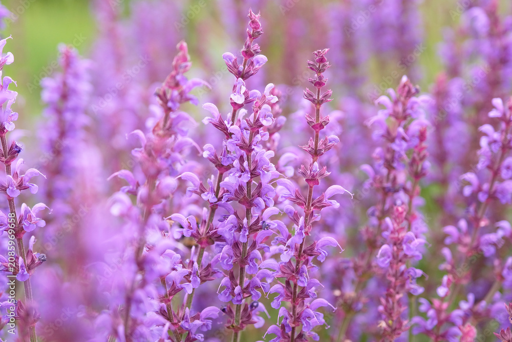 Obraz premium Purple Salvia sylvestris ‘Serenade’, wood sage, in flower.