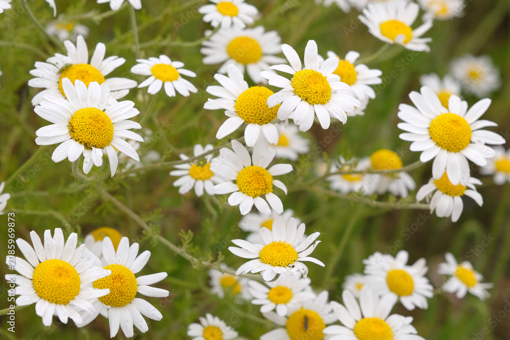 Fototapeta premium White and yellow leucanthemum vulgare, wild marguerite or ox eye daisy in flower.