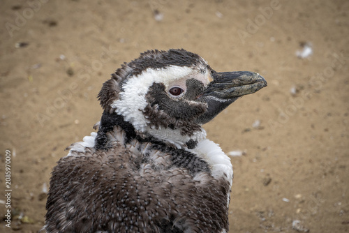 Foto penguin on the beach