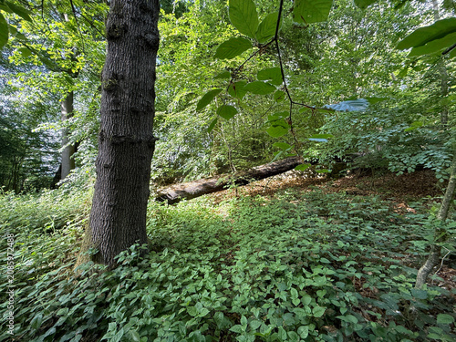 A peaceful Chellow Dean Woods scene with dense greenery and sunlight filtering through the leaves. A large tree trunk lies on the forest floor, surrounded by undergrowth in Allerton, Bradford, UK