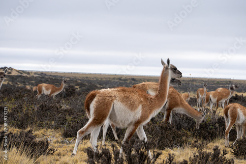 Obraz na plátně guanaco in argentina