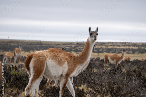 фотографія guanaco in argentina