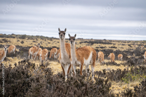 Tableau sur toile guanacos in argentina