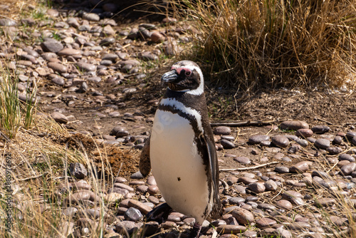 Картината върху платно penguin on the beach