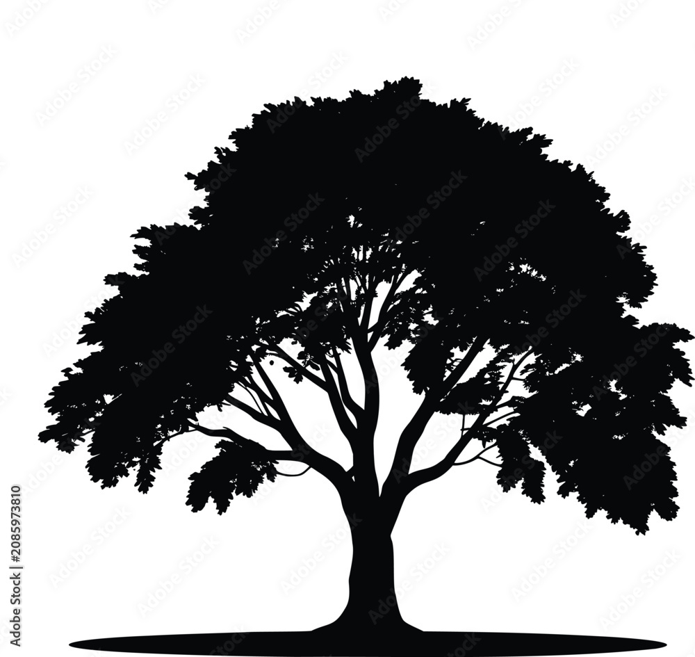 Fototapeta premium Large spreading oak tree silhouette vector illustration isolated on transparent background