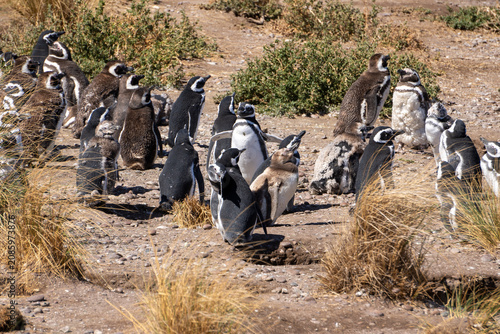 Valokuva penguisn on the beach
