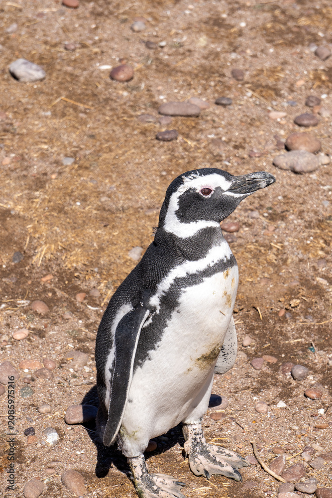 Fototapeta premium penguin on the beach