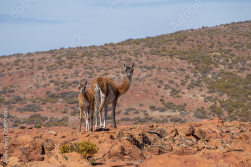Photography guanaco at the ocean