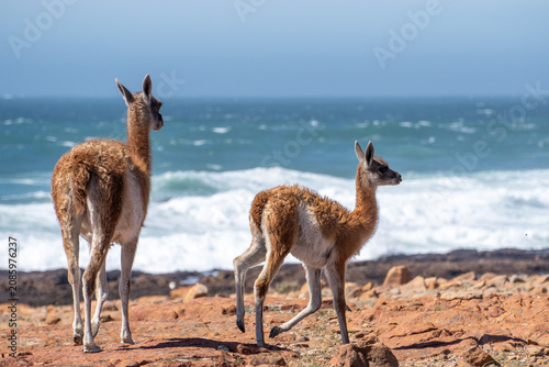 Bild auf Leinwand guanacos at the ocean