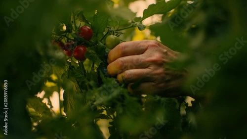 Hand picks small ripe cherry tomato from vine among green leaves in warm natural light. Close garden view highlights fresh harvest, organic produce, and careful homegrown cultivation.