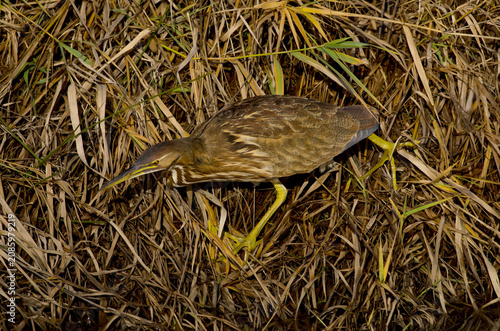 Foto American Bittern