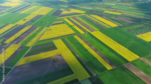 Aerial view of agricultural fields with yellow rapeseed oil crops and green plants. Geometric farm land from above, 4k