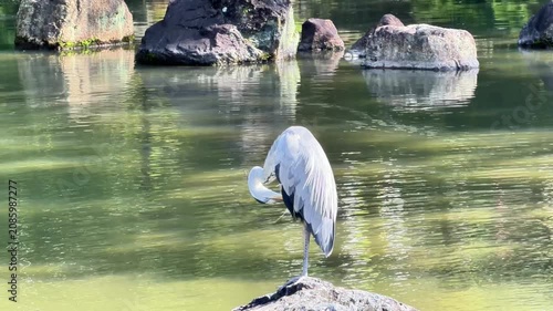 White Water Birds Swimming on a Calm Lake With Reflections