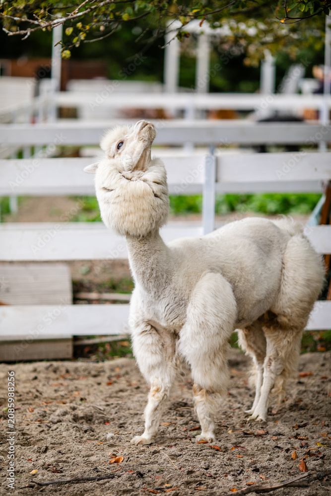 Fototapeta premium White alpaca standing in sandy paddock with blurred farm background and white fence.