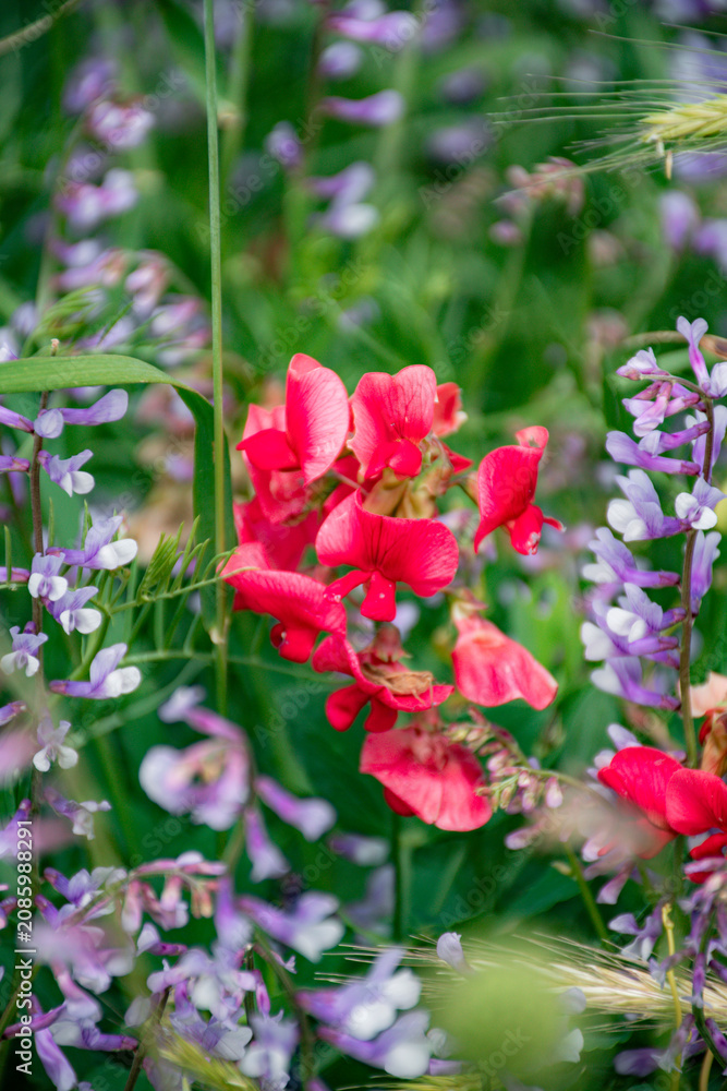 Fototapeta premium pink rose bush