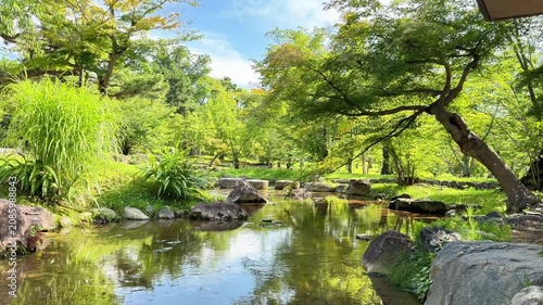Peaceful Green Park Landscape With Trees and Natural Water Reflections