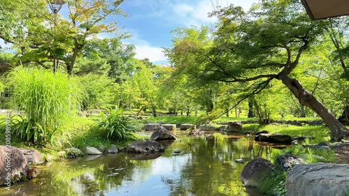 Peaceful Forest River With Green Trees and Natural Reflections
