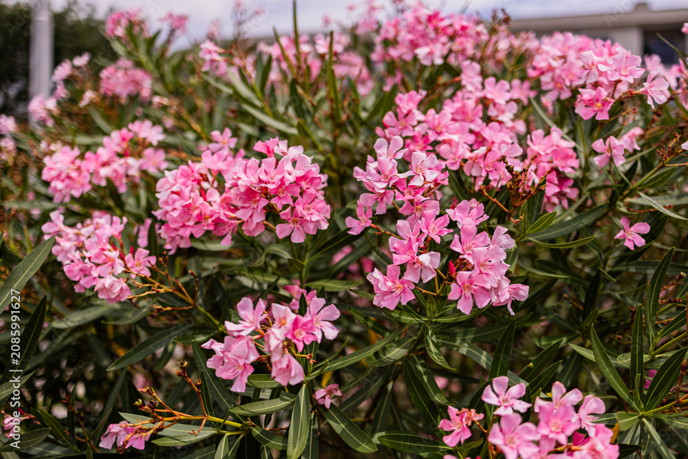 Obraz premium Abundant pink nerium oleander flowers blooming on a lush evergreen garden shrub.