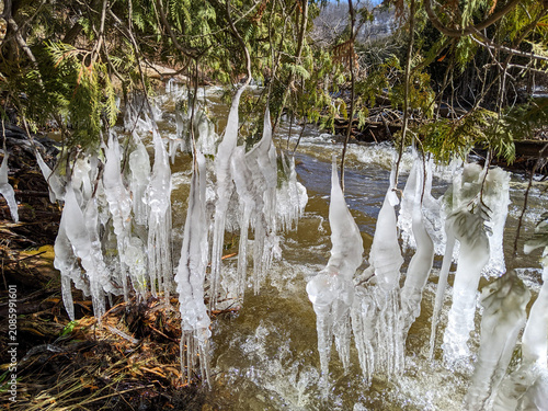 A close-up of thick, irregular icicles hanging from the low branches of an cedar tree. The ice formations dangle just above the fast-moving water of a winter stream in bright sunlight.