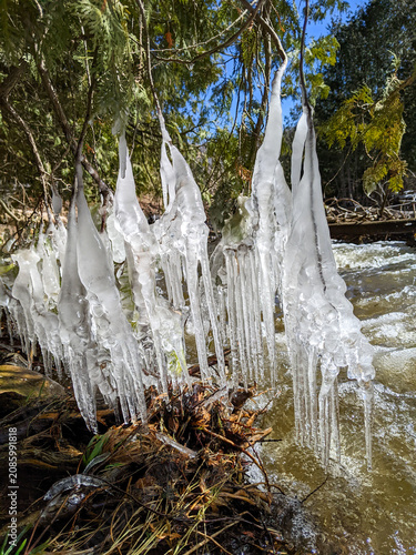 A close-up of thick, irregular icicles hanging from the low branches of an cedar tree. The ice formations dangle just above the fast-moving water of a winter stream in bright sunlight.