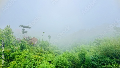 green grass and fog. Misty Forest Landscape with Rustic Cabin.