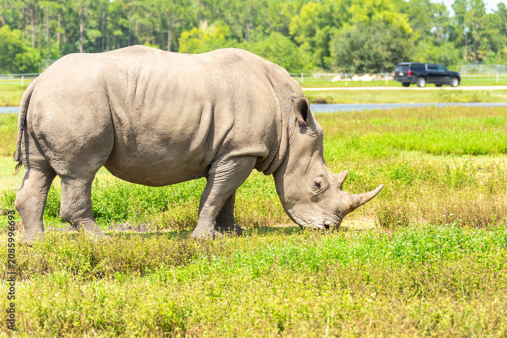 Obraz premium White rhino, rhinoceros walking on green grass