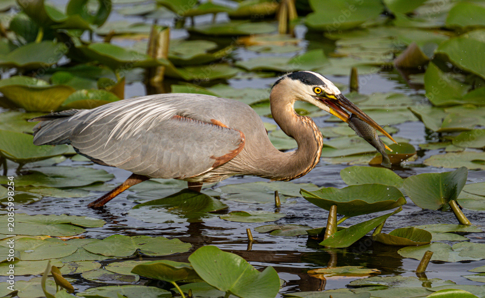 Fototapeta premium great blue heron with a fish 