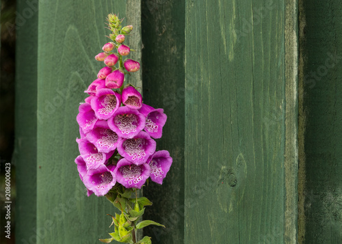 Fotografie Purple foxglove flowers growing beside green wooden fence