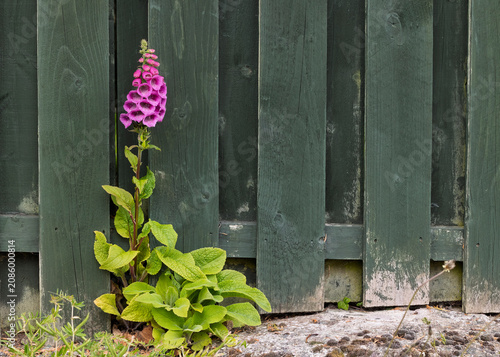 Canvastavla Purple Foxglove Flowers Blooming on Short Plant Growing by Wooden Fence