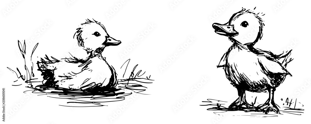 Naklejka premium Duckling swimming in pond and standing duck in sketchy ink drawing style
