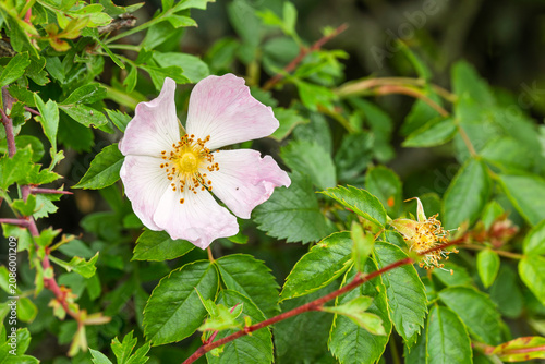 Photos Close-up of pale pink dog rose flower in natural hedgerow