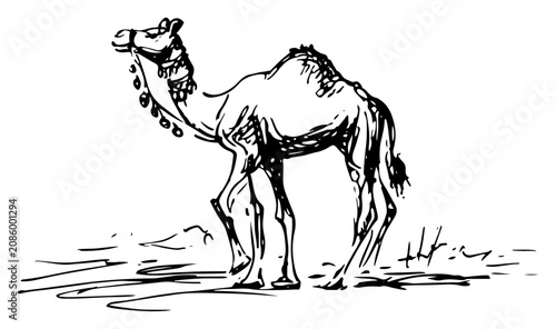 Photos Single hump dromedary camel in desert landscape hand drawn sketch style