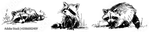 Konstfotografi Raccoon group in various poses for wildlife nature concept ink sketch style