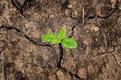 Fotografía Top view macro shot of a tiny green seedling sprouting through parched cracked g
