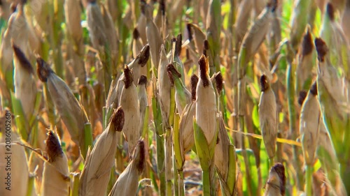 Row of mature corn cobs on a farm during dry season