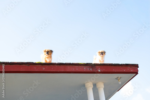 Foto Two small terrier dogs on the roof of a home in Cuba looking down into the stree