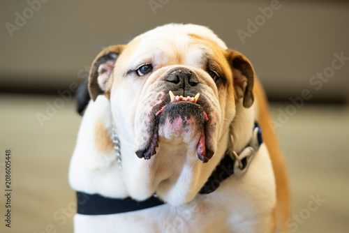 Foto Light colored English Bulldog portrait with underbite and lips hanging down