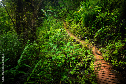 Фотография Rainforest Boardwalk